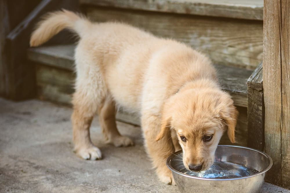 How Much Water Should a Dog Drink?