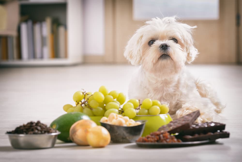 14 Toxic Foods For Dogs