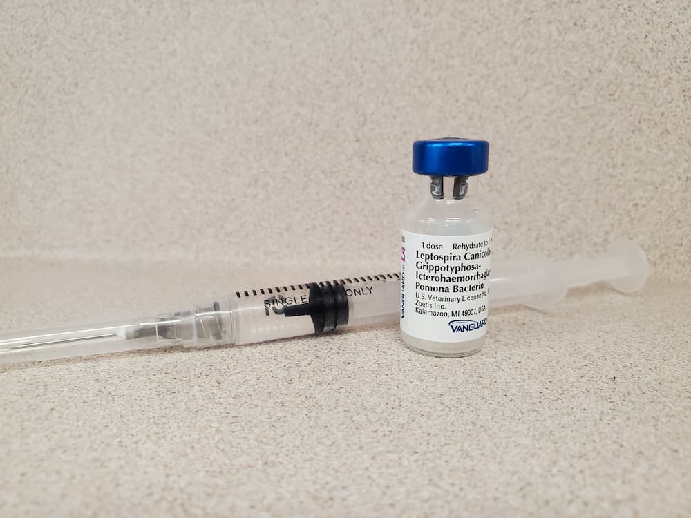 Photo of the leptospirosis vaccine