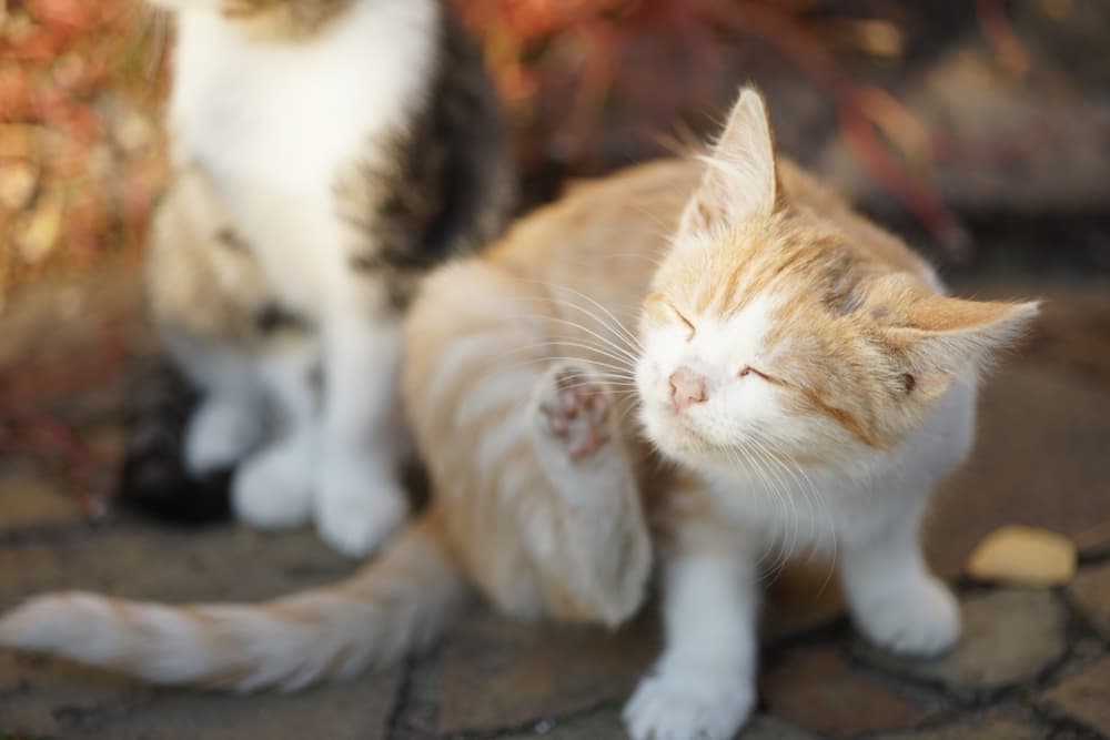 Kitten scratching due to fleas