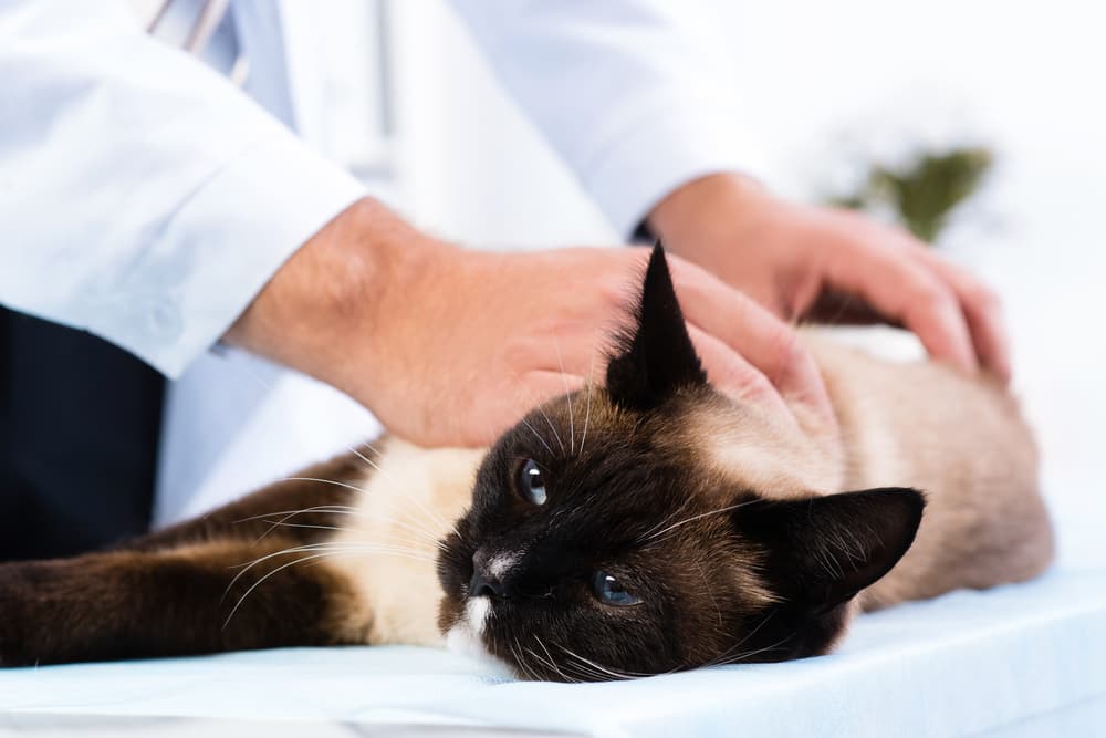 Cat getting an exam from a veterinarian 