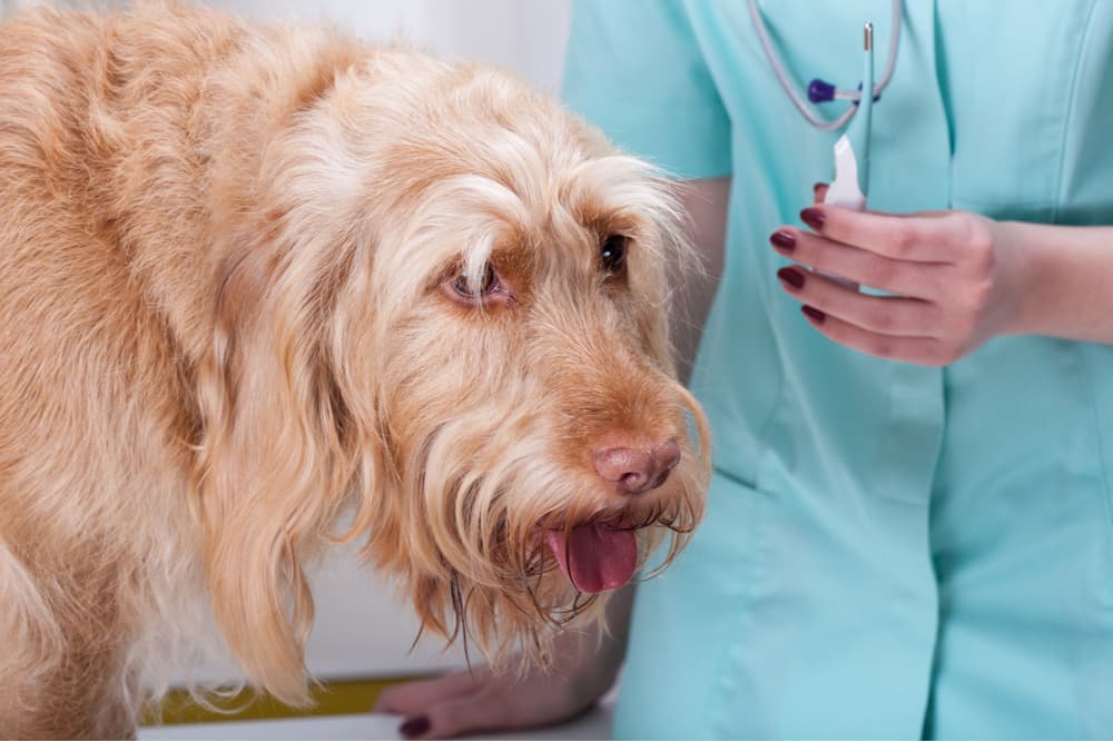 Dog at vet having temperature taken