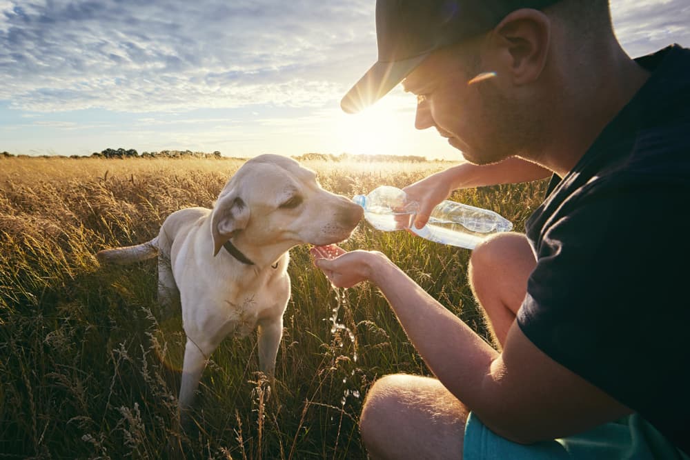 Owner giving dog water in a field in summer