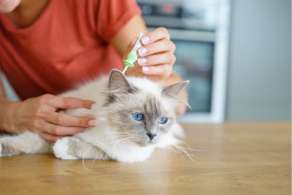 Cat receiving flea prevention medication