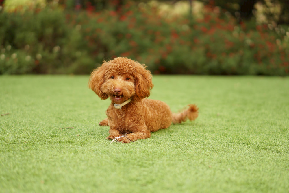 Brown poodle in yard