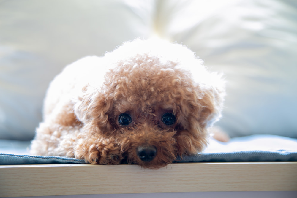 Toy poodle puppy looking at camera