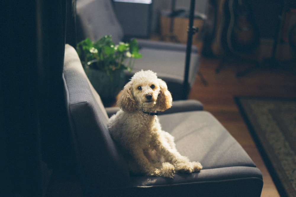 White Poodle on couch in home