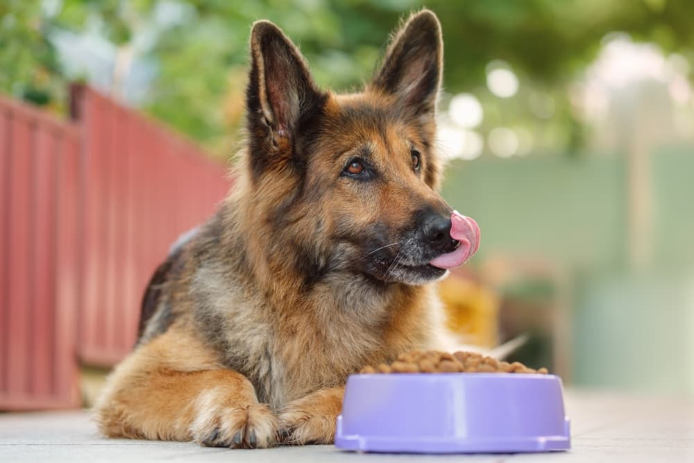 Appetite Stimulants for Dogs: 7 Vet-Recommended Picks