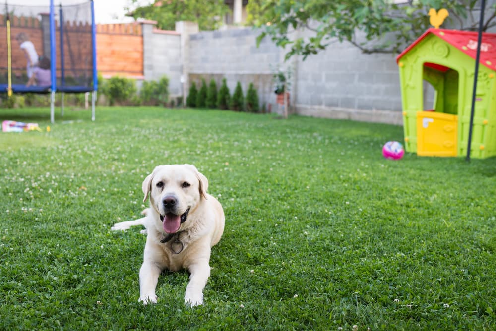 9 Hazards in Your Garden That Are Dangerous to Dogs