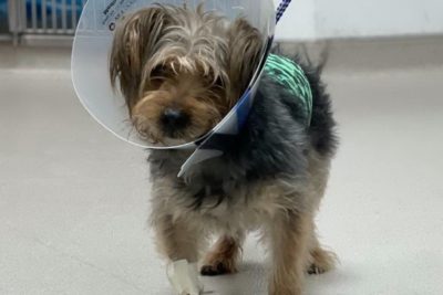 Brooklyn Vets Save Dog Stabbed on New York City Streets