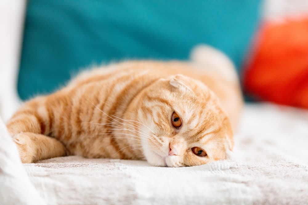 Blood in Cat Urine: 7 Common Causes