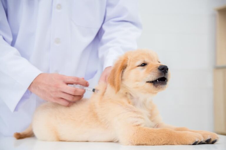 Puppy getting vaccinated