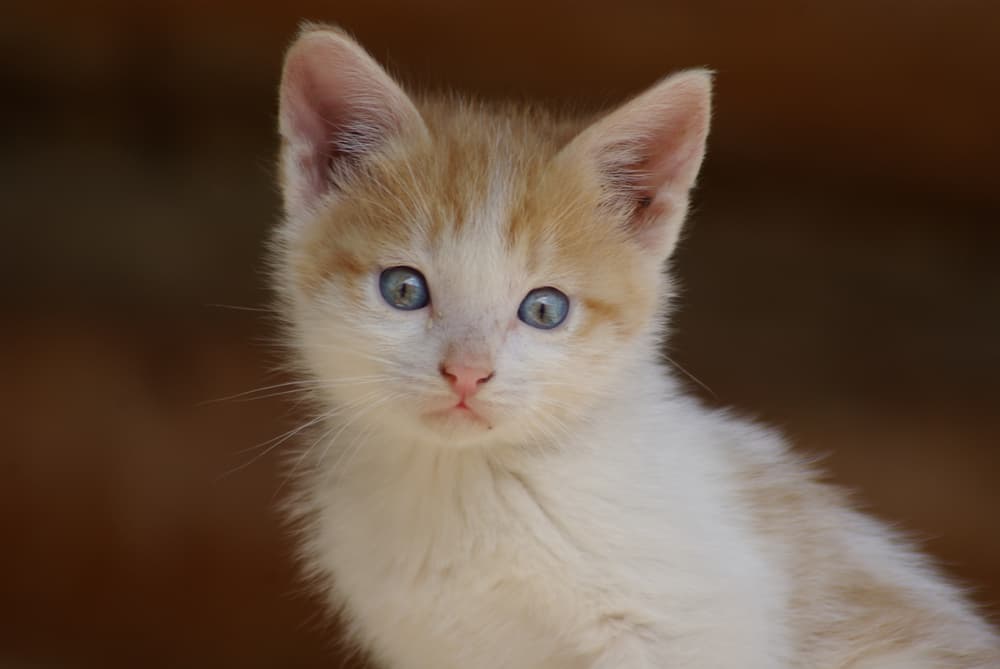 Kitten looking up with sweet face