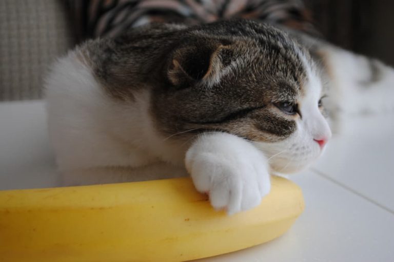 Cat laying on top of a banana