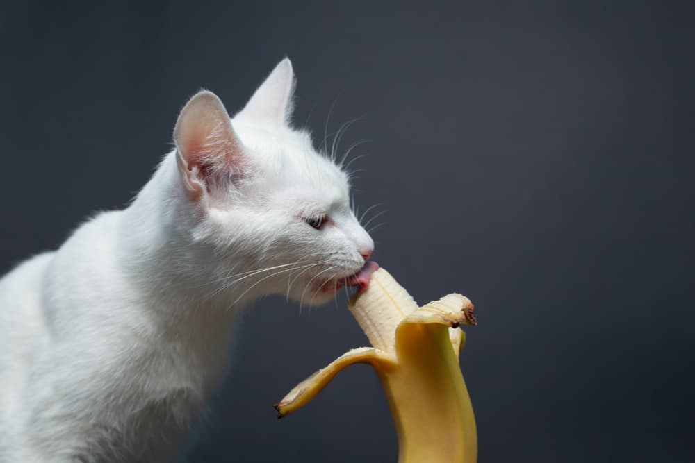 Cat licking banana in a peel