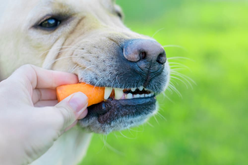 Dog eating a carrot side of mouth