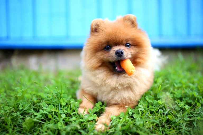 Dog holding carrot in mouth laying on lawn