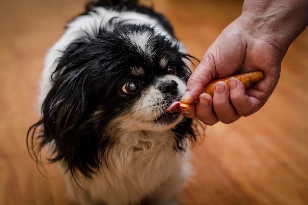 Dog eating a raw carrot
