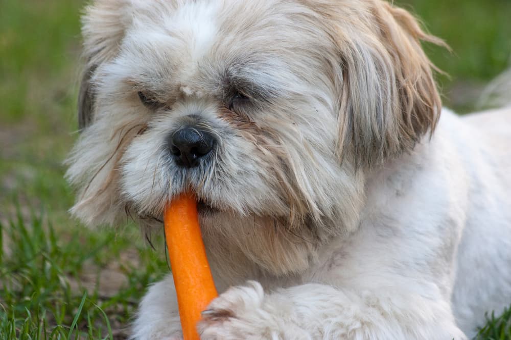 Dog eating carrot outside