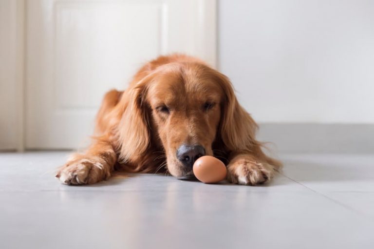 Dog thinking about eating an egg