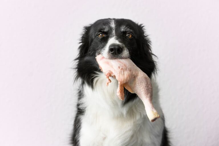 Dog holding raw chicken in mouth