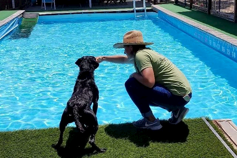 Dog at side of pool with a swimming trainer