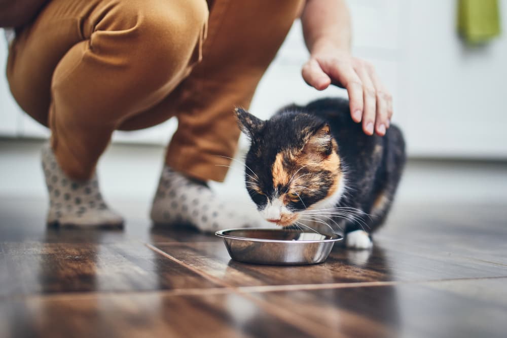 Owner petting cat while cat is eating from food bowl