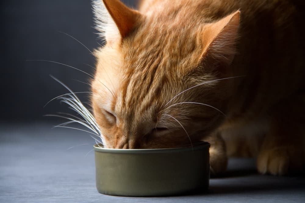 Cat eating from bowl of food