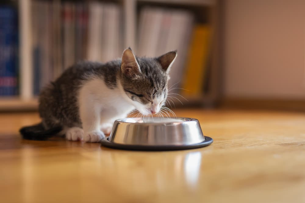 Kitten eating from a cat food bowl