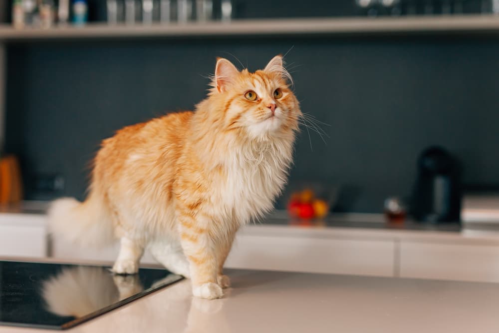 Cat looking up to owner standing on kitchen table