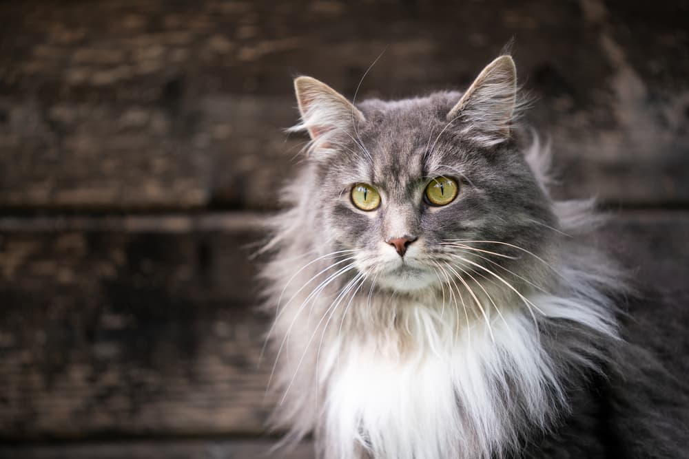 Maine Coon cat at home