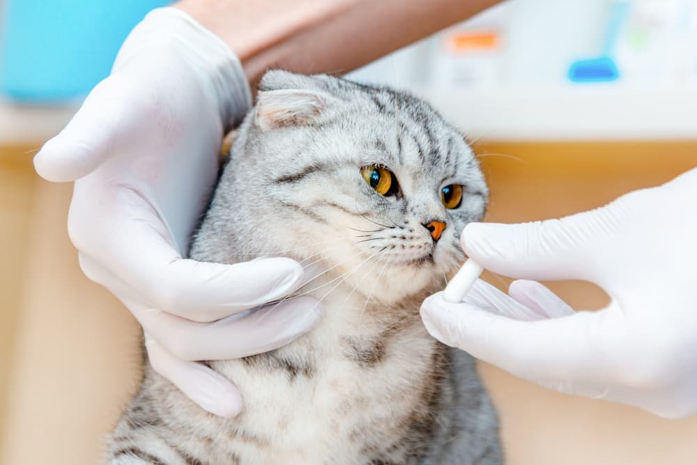 Cat getting medication from the vet for cat heart disease