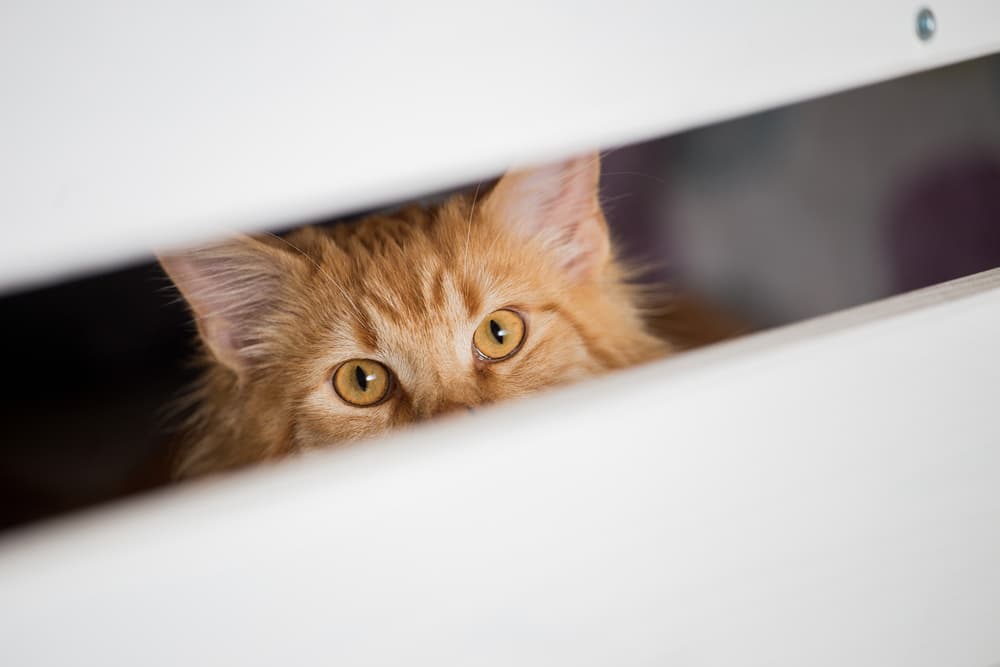 Cat hiding in a closet