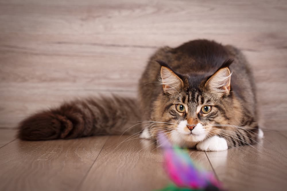 Tempting a cat out of hiding with cat toy