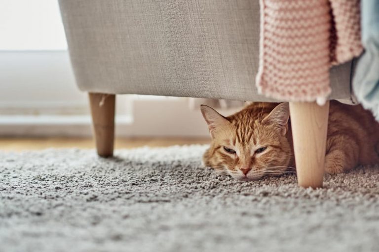 Cat hiding under a chair in home