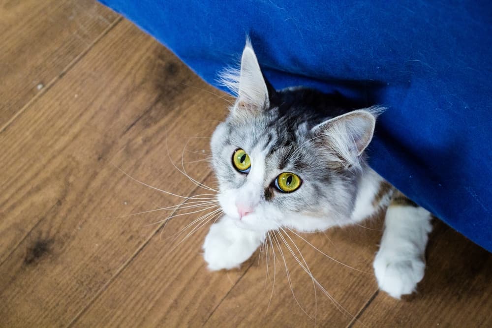 Cat hiding underneath a blanket