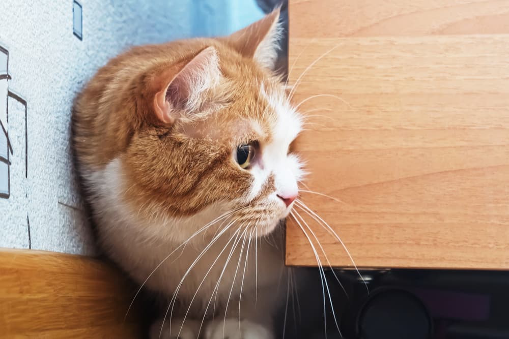 Cat hiding behind bookshelf