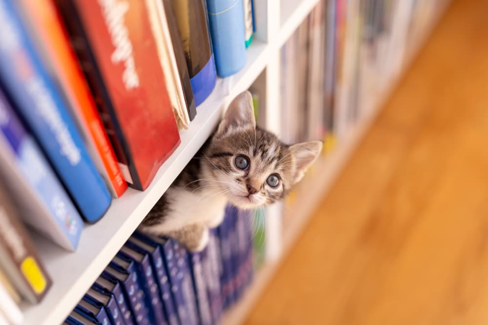 Cat hiding in the books
