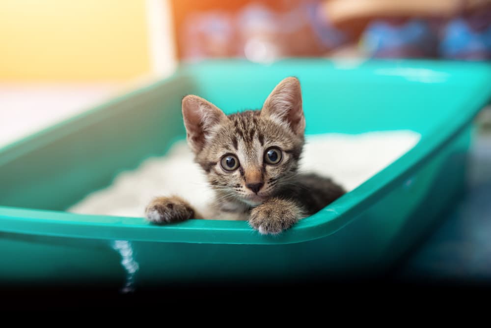 Best Cat Litter for Odor Control: 9 Top Picks