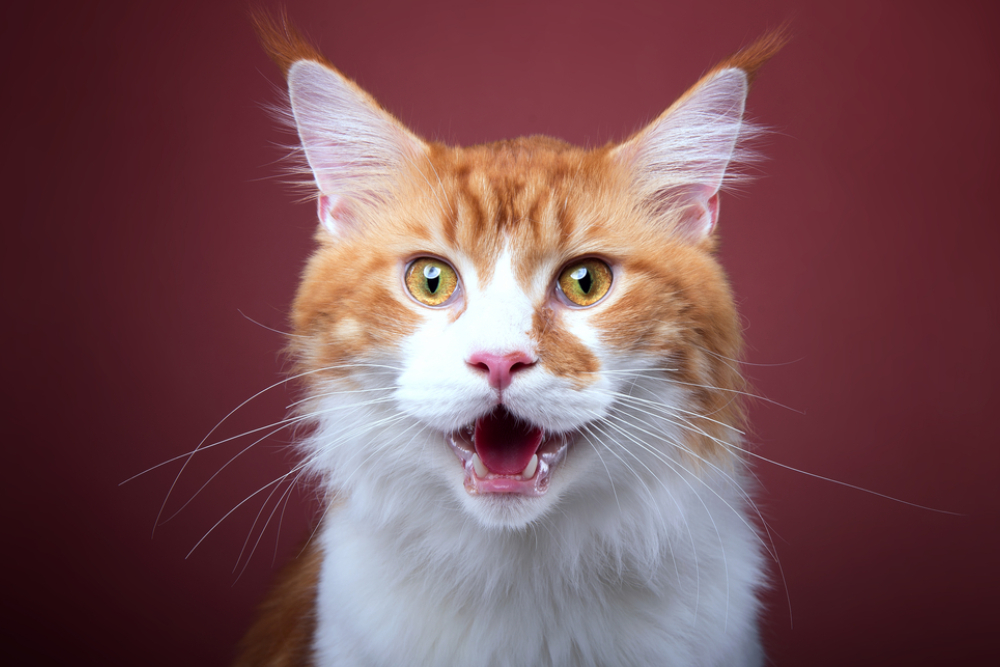 Chatty Kitties: Meet 9 Talkative Cat Breeds