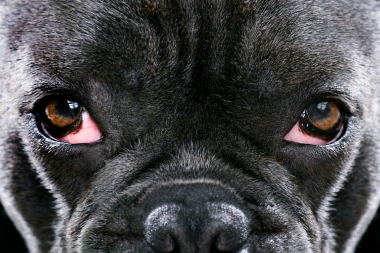 French Bulldog with cherry eye