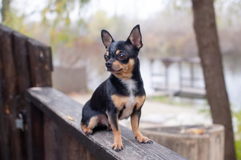 Brown and black Chihuahua dog breed