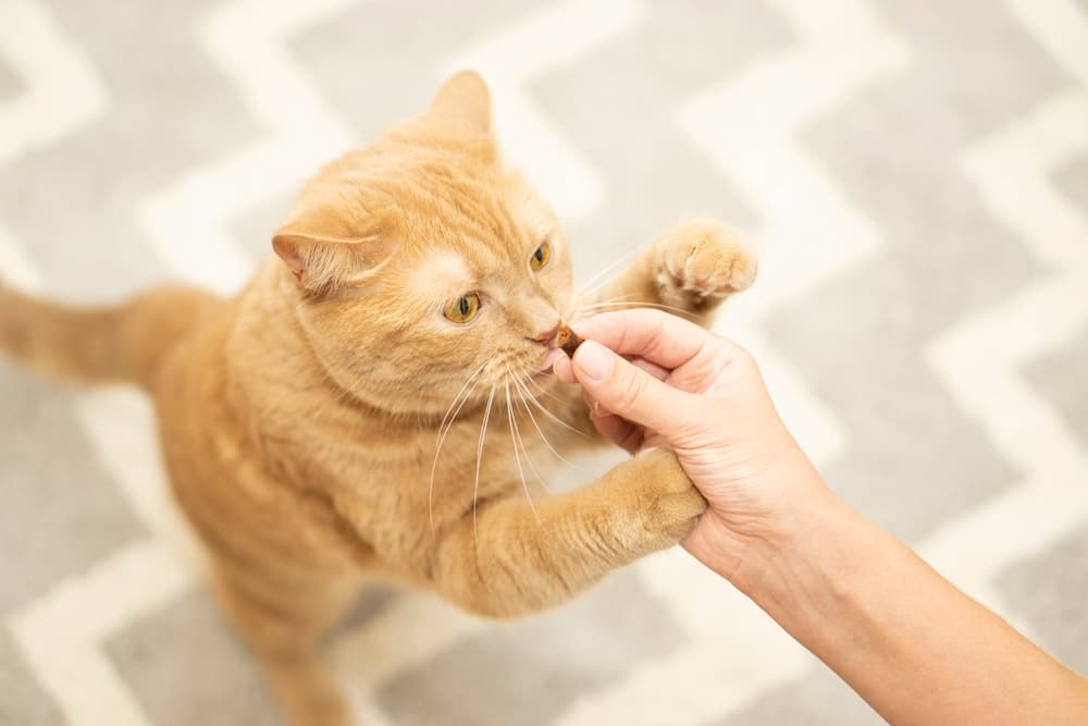 Cat getting a high value treat