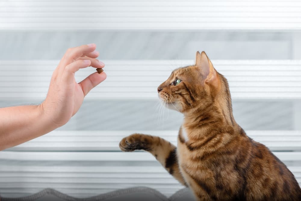 Cat holding a treat and rewarding kitten