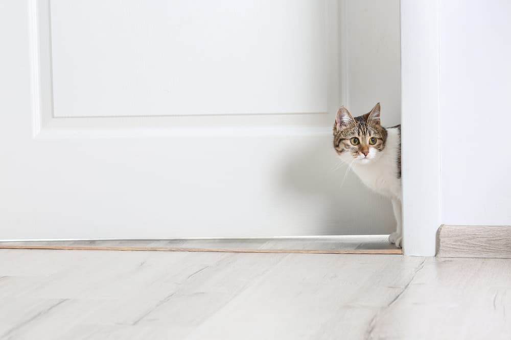 Cat popping head out behind door