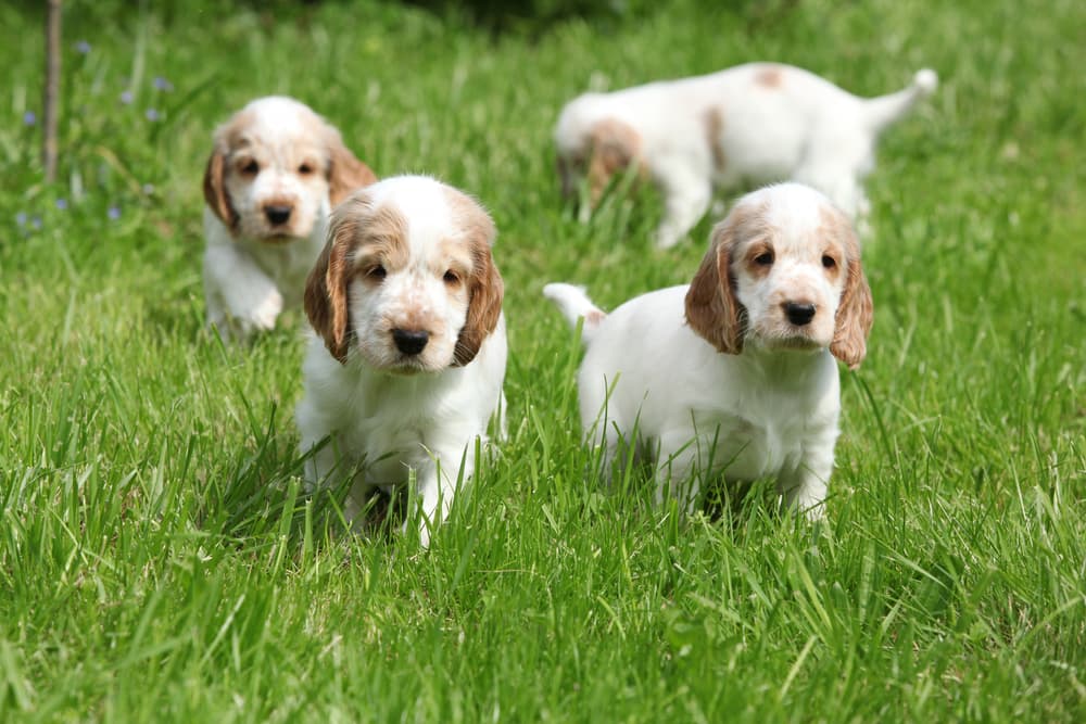 Cocker Spaniel puppies in a field of grass