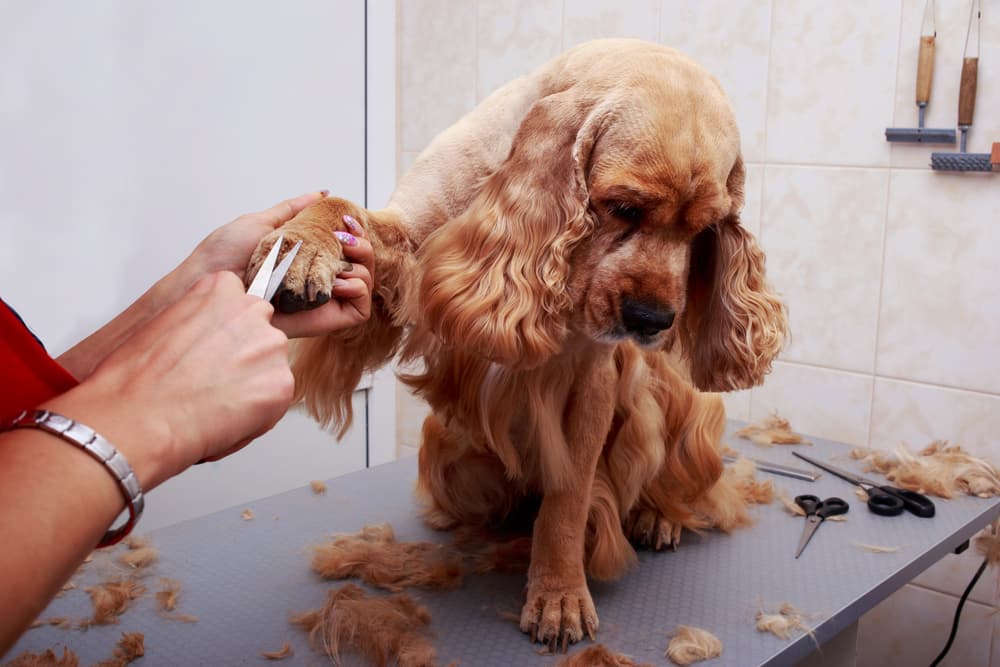 Cocker Spaniel getting trimmed at the groomer