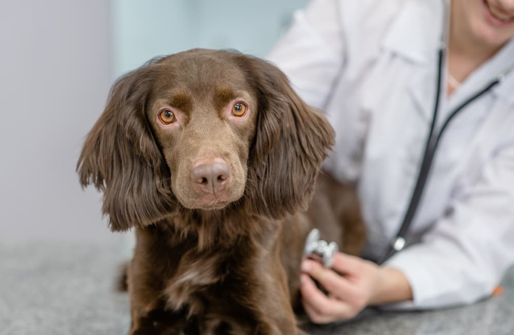 Cocker Spaniel getting checked out at the vet