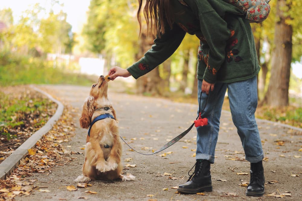 Cocker Spaniel leash training with his owner