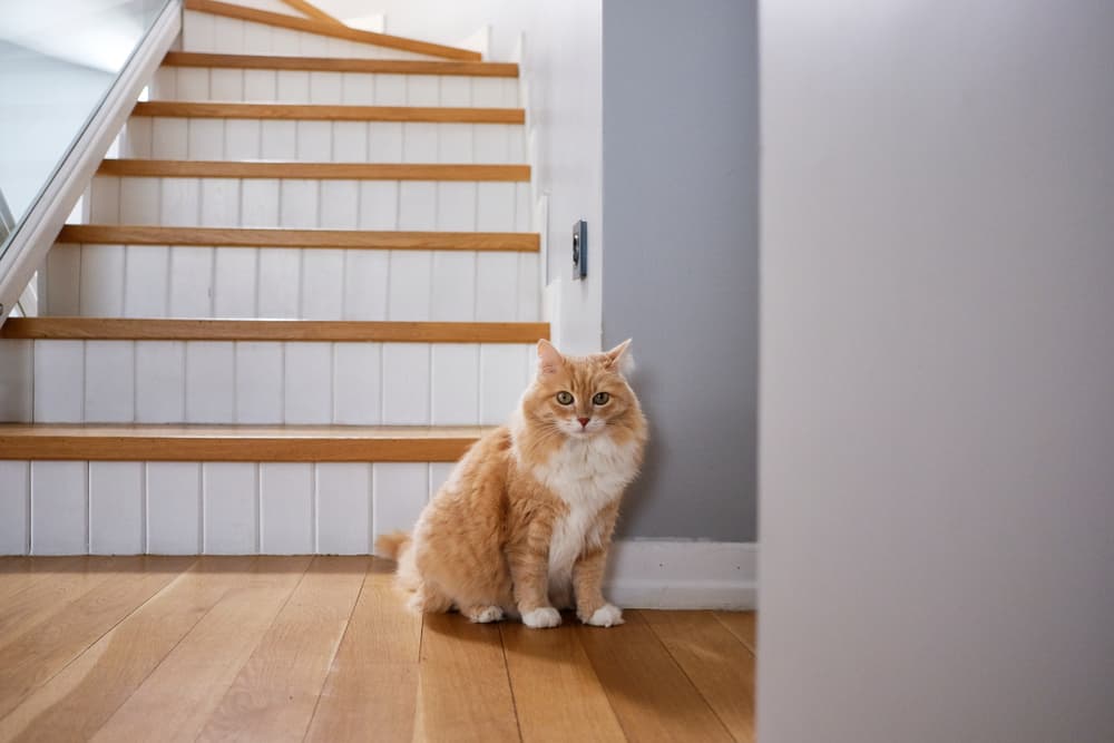 Cat next to stairs